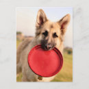 Search for frisbee postcards Pet