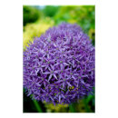 Search for allium Nature