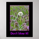 Search for blow posters Dandelion
