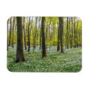 Search for beech magnets Woodland