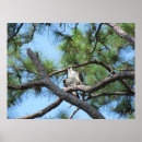 Search for osprey bird posters Hawk