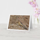 Search for kestrels cards Bird of prey