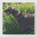 Search for german shorthaired pointer art Pets