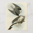 Search for black winged postcards Bird