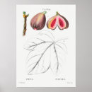 Search for fig art posters Fruit