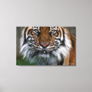 Search for tiger head canvas prints Wildlife