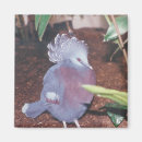 Search for pigeons magnets Animal