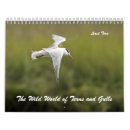 Search for seagull calendars Wildlife