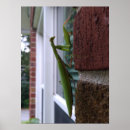 Search for praying mantis posters Mantid