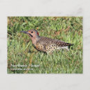 Search for flickering postcards Colaptes auratus