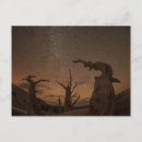Search for bristlecone pine postcards California