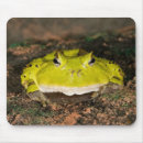 Search for vertebrate mouse mats David northcott