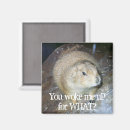 Search for groundhogs magnets Marmot