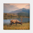 Search for jacques magnets Landscape