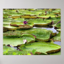 Search for amazona posters Brazilian