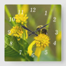 Search for bumblebee clocks Insects