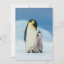 Search for baby chick thank you cards Snow hill island
