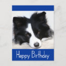 Search for collie puppy cards Border collie puppies