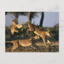 Search for delta postcards Nature