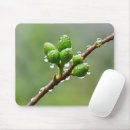 Search for budding mouse mats Buds