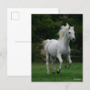 Search for arabs vertical postcards Bob langrish