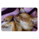 Search for dreamer magnets Pets