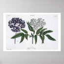 Search for fig art posters Botanical