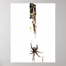 Search for black widow posters Spiders