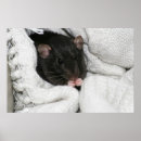 Search for cute pet rats posters Animal