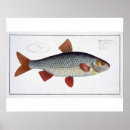 Search for ichthyology posters Kruger