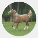 Search for appaloosa stickers Running