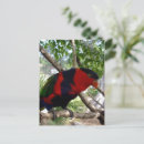 Search for lorikeet parrot postcards Australian