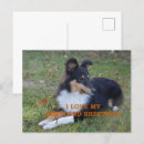 Search for sheepdog postcards Collie