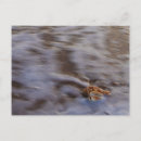 Search for sea shells postcards Photography