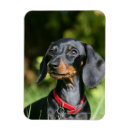 Search for short haired miniature dachshund magnets Headshot