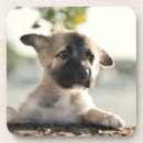 Search for german shepherd coasters Baby