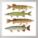 Search for pike fishing posters Thom