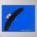 Search for eagle sky Nature