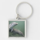 Search for swimming dolphin key rings Animal