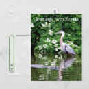 Search for alligators photography Reptile