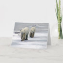 Search for arctic tundra postcards Polar bear