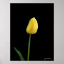 Search for single flower posters Yellow