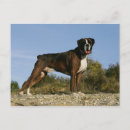 Search for stance postcards Dog