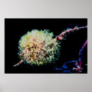 Search for tunicate Animal