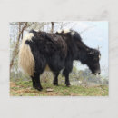 Search for yak postcards Bhutan