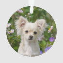 Search for long haired chihuahua christmas tree decorations Cute