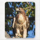 Search for red tail mouse mats Wildlife