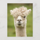 Search for alpaca postcards Llama