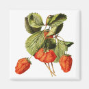 Search for berries square magnets Illustration