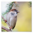 Search for sparrow gifts Wildlife